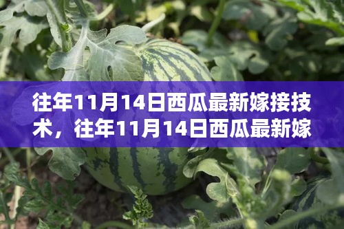西瓜最新嫁接技術(shù)全解析，入門到精通的步驟指南（往年11月14日版）