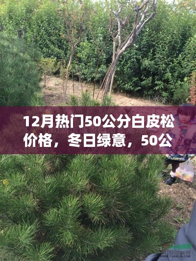 冬季熱門，50公分白皮松的價格與溫馨故事，冬日綠意盎然