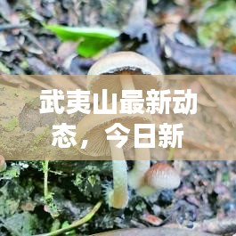 武夷山最新動(dòng)態(tài)，今日新聞速遞