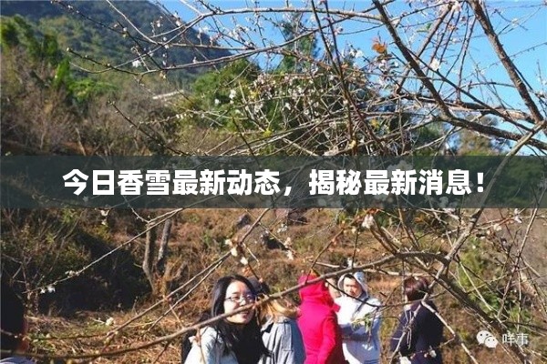 今日香雪最新動(dòng)態(tài)，揭秘最新消息！