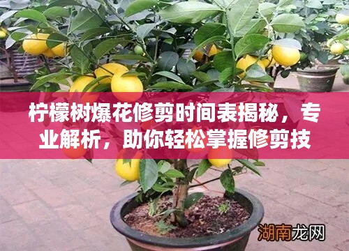 檸檬樹爆花修剪時間表揭秘，專業(yè)解析，助你輕松掌握修剪技巧