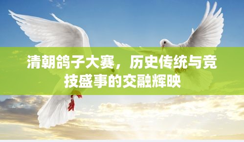 清朝鴿子大賽，歷史傳統(tǒng)與競技盛事的交融輝映