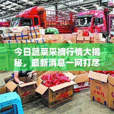 今日蔬菜采摘行情大揭秘，最新消息一網(wǎng)打盡